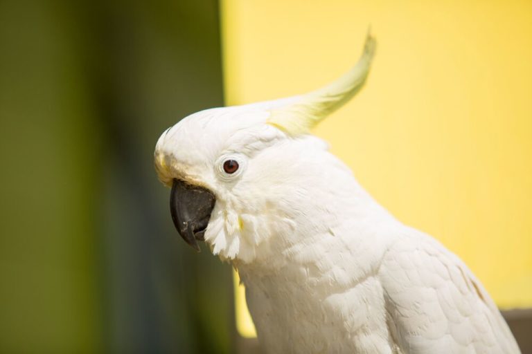 21 preview orig 768x512