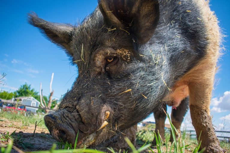 1103CA46 34B2 4BF1 A3E9 E8F4C925CD6A 1 105 c 1 768x512