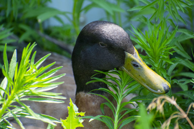 1396CF40 E40B 4D78 9836 C96F0AC97E4B 1 105 c 768x512