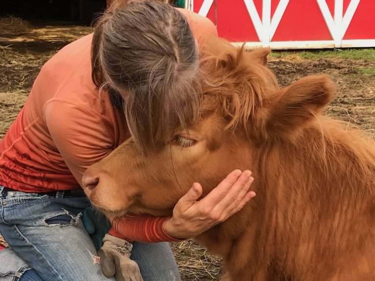 IMG 1917 800 768x576