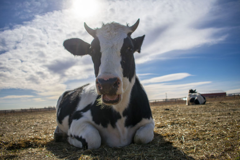 lanov15 18 131 768x512