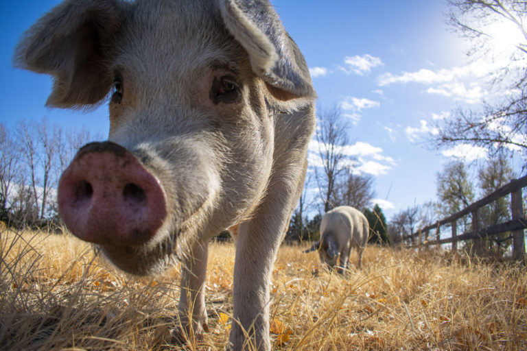 lanov15 18 70 768x512