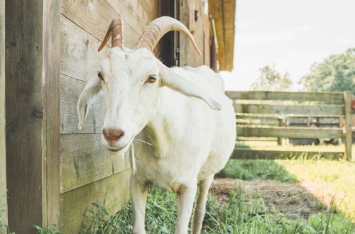 Goat Dairy Awareness Blog Woodstock Farm Sanctuary