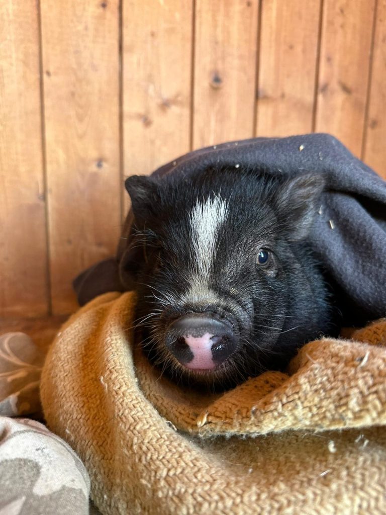 trece 5 1 1152x1536 1 768x1024